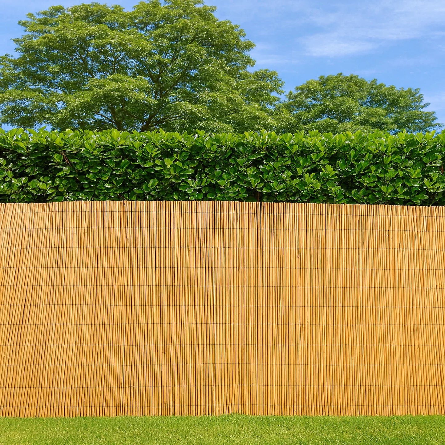 High Quality Peeled Reed Fence-1.5m x3m (SI-HH1082)